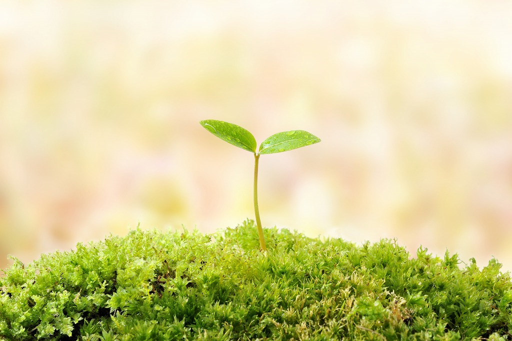 そろそろ端午の節句ですね